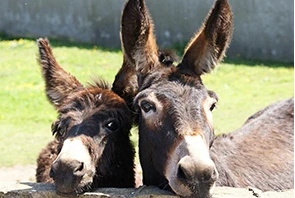 Сафари на осликах – колорит Кипра